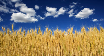 OMERS investing in agri-food venture capital fund
